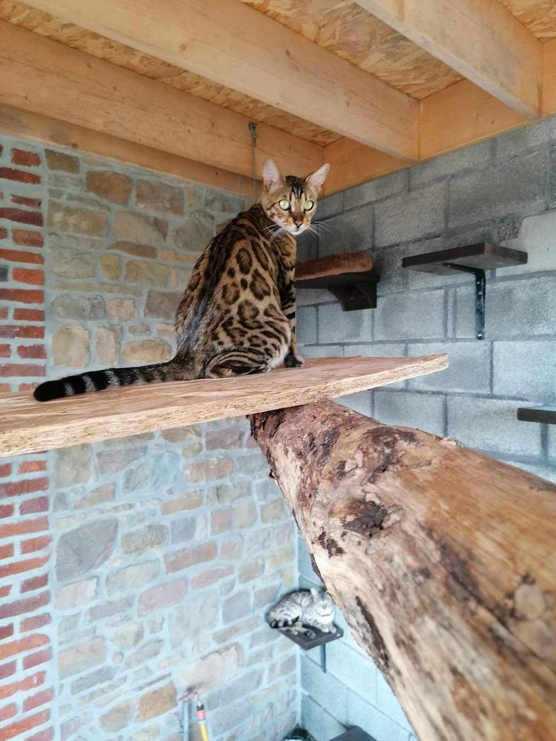 chat bengal femelle chat bengal alchimie belgique