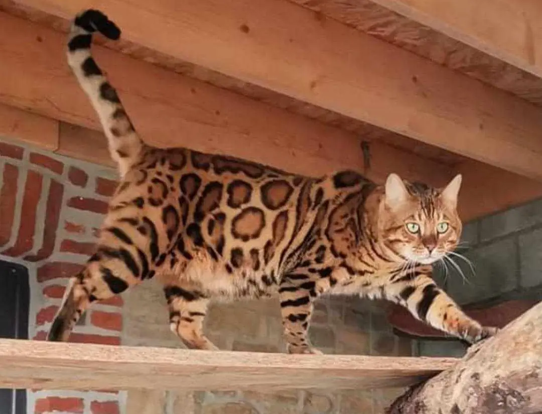 chat bengal adulte chat bengal adulte