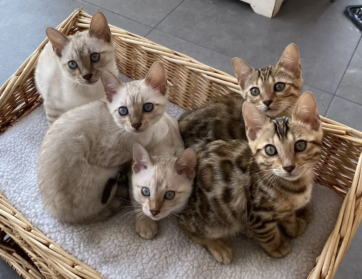 chatons portée brown spotted snow chatons portée brown spotted snow