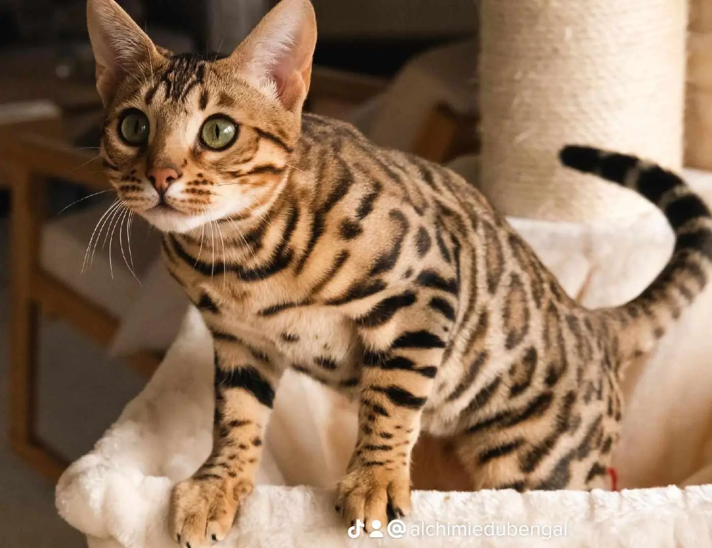 race bengale chat chaton chat bengal race