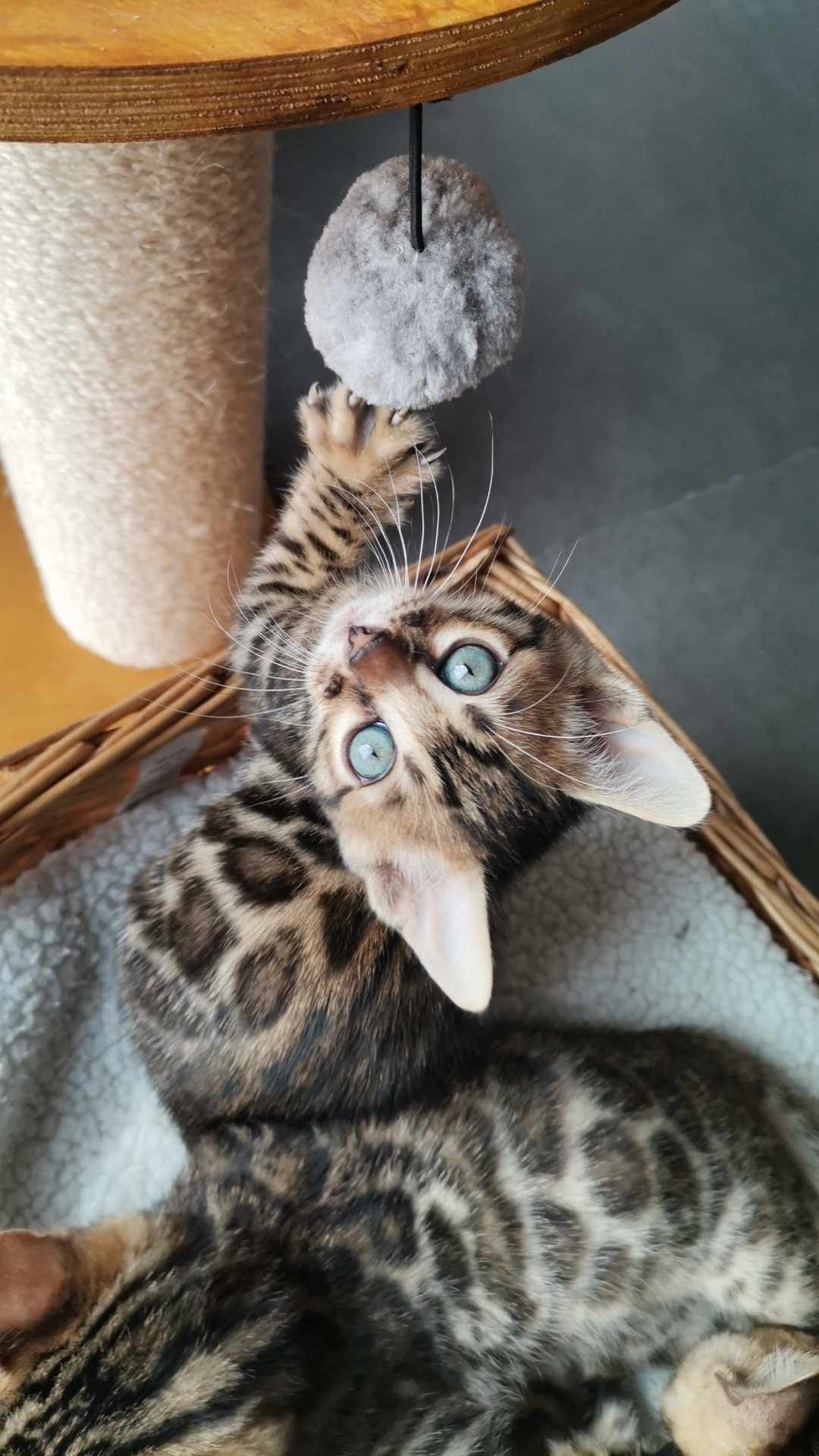chaton bengal chat alchimie chat bengal alchimie belgique